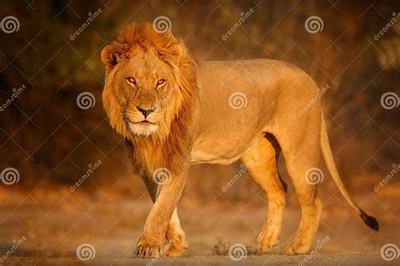 探索传奇陪玩代理在市场竞争中的采购与代理策略